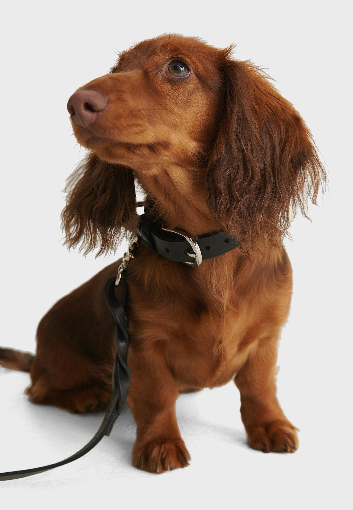 Black Braid Detail Leather Dog Collar